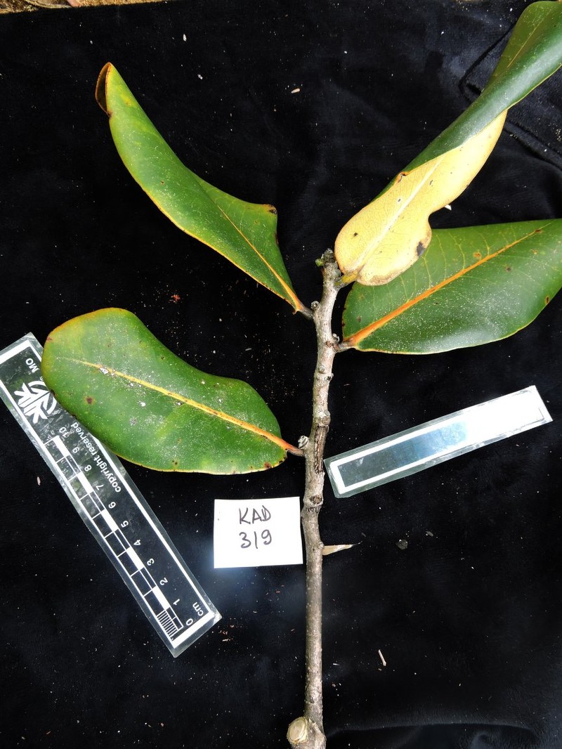 Diospyros crassifolia photo 7