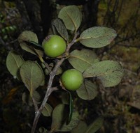 Diospyros crassinervis