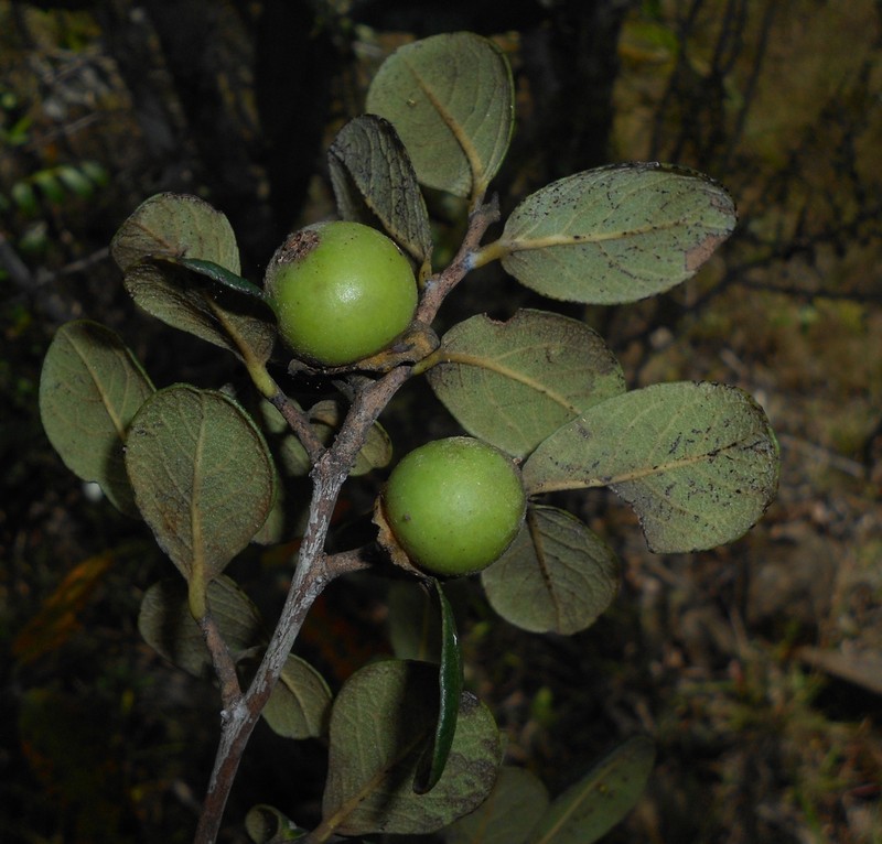 Diospyros crassinervis