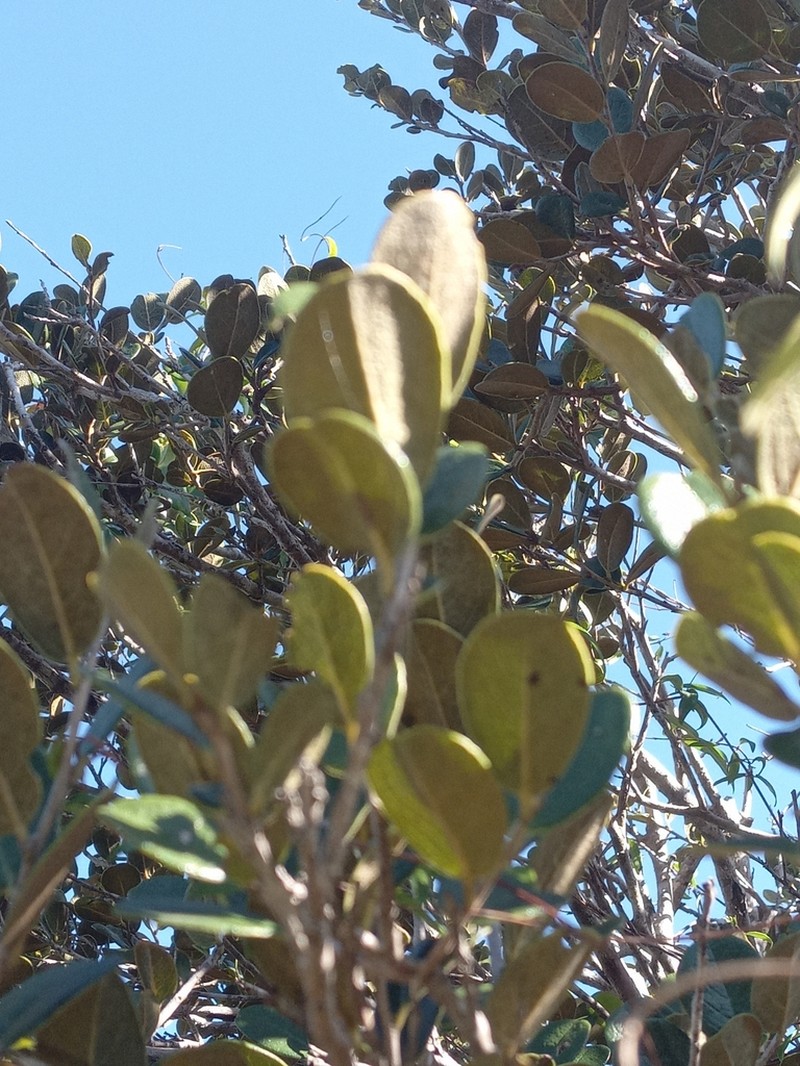 Diospyros crassinervis photo 2
