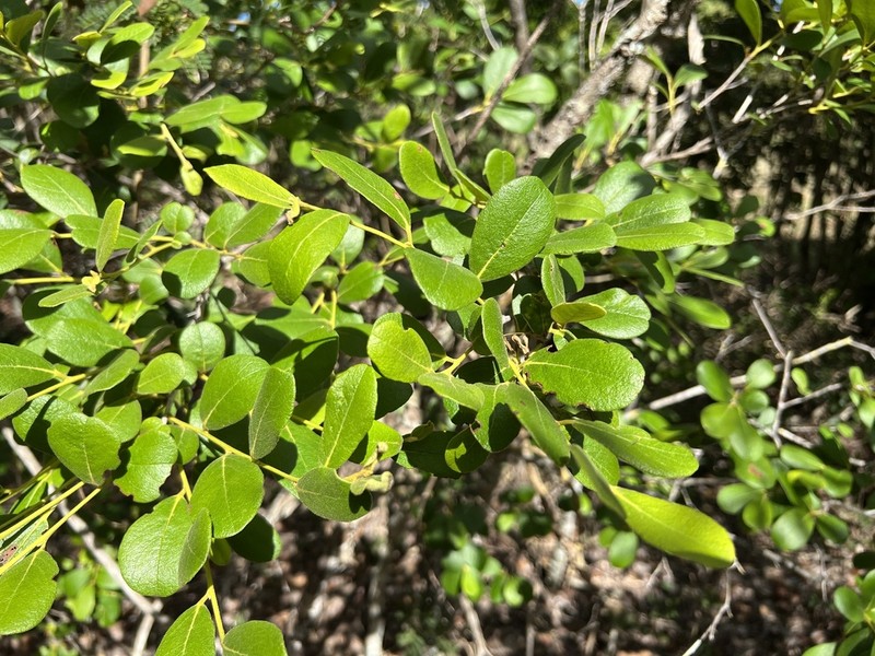 Diospyros crassinervis photo 3