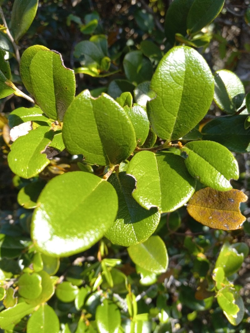 Diospyros crassinervis photo 4