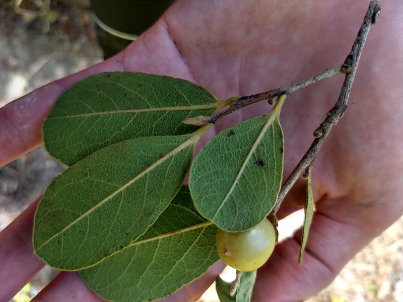 Diospyros crassinervis photo 5