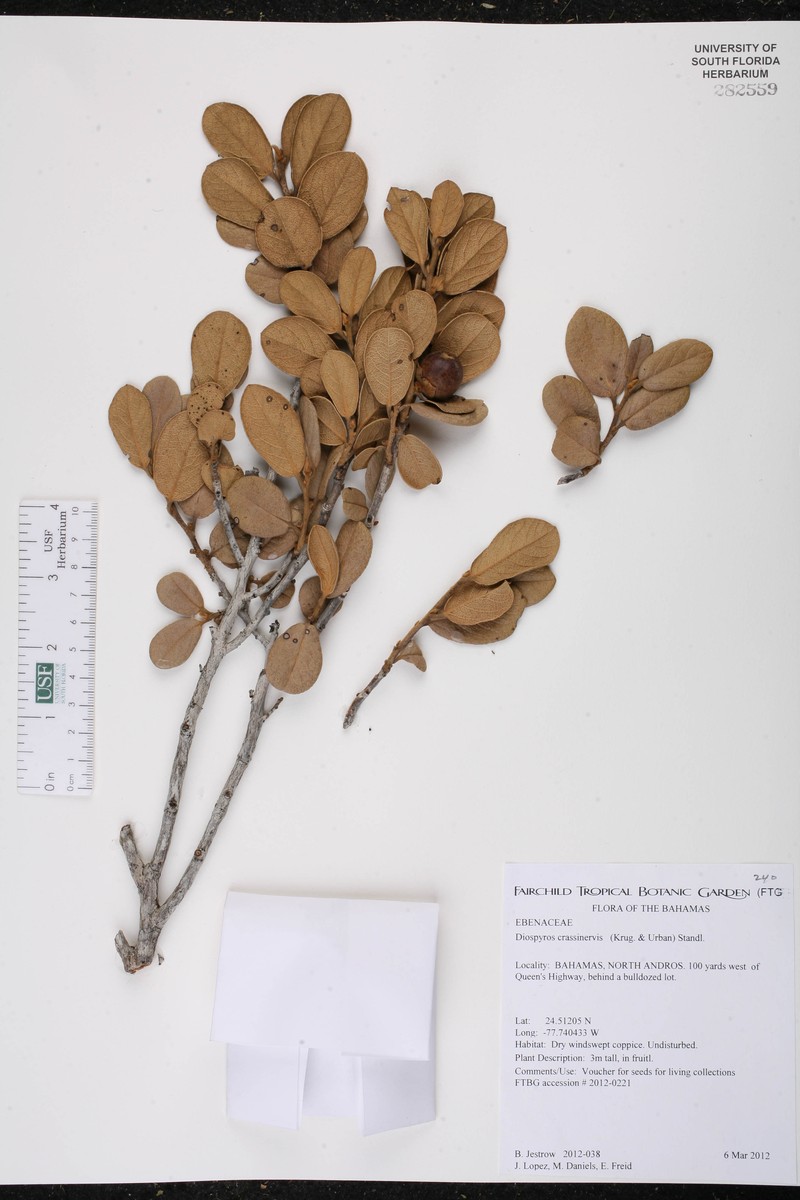 Diospyros crassinervis photo 7