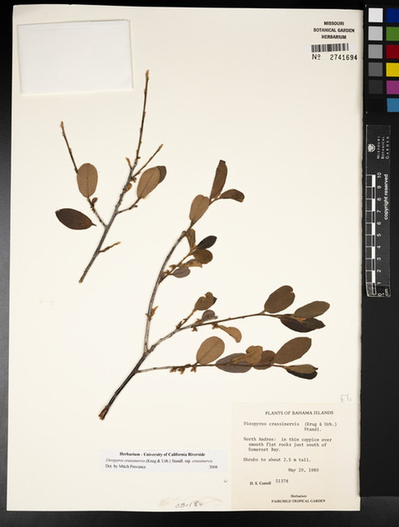 Diospyros crassinervis subsp. crassinervis