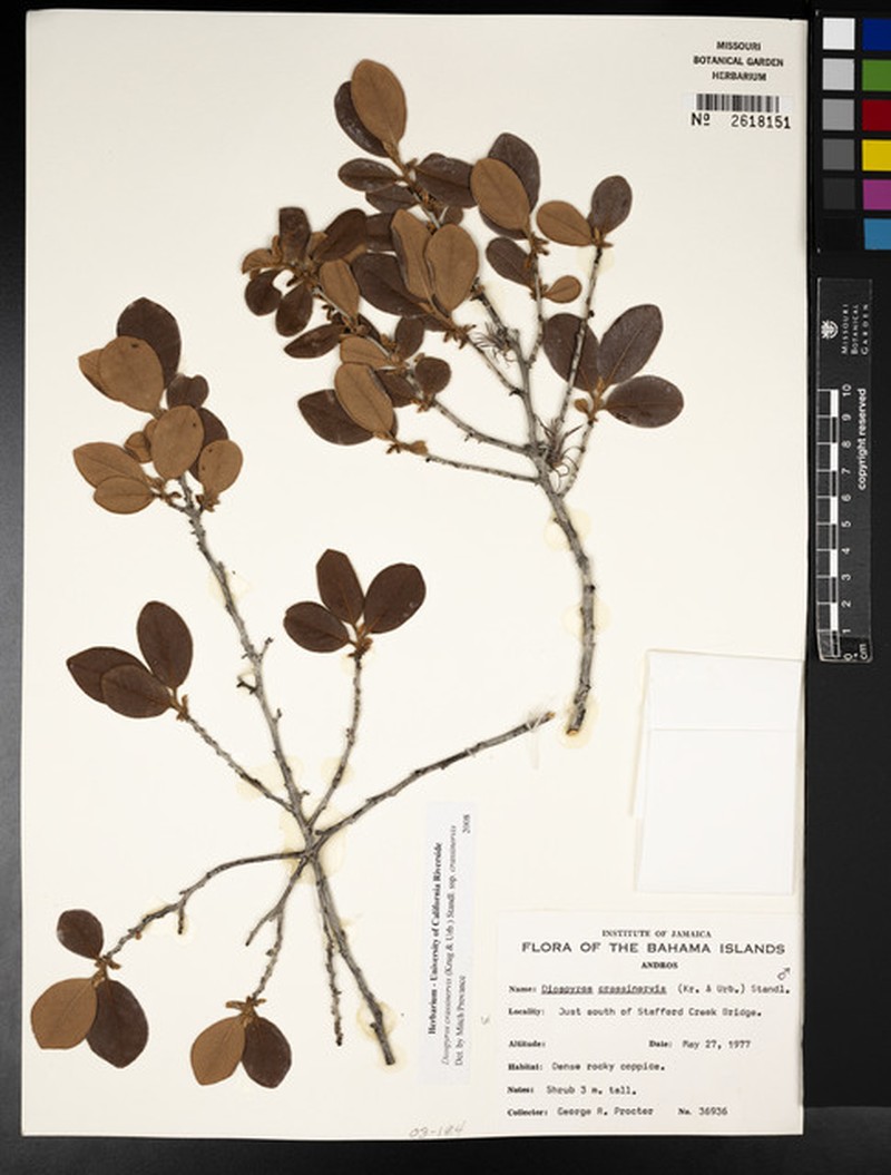 Diospyros crassinervis subsp. crassinervis photo 2