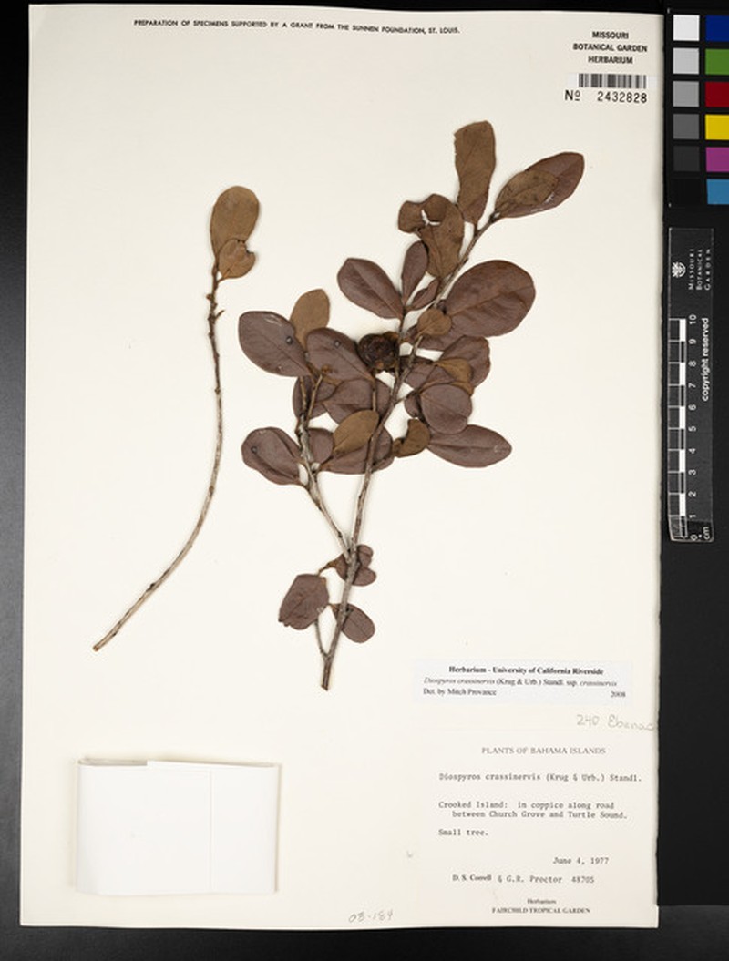 Diospyros crassinervis subsp. crassinervis photo 3