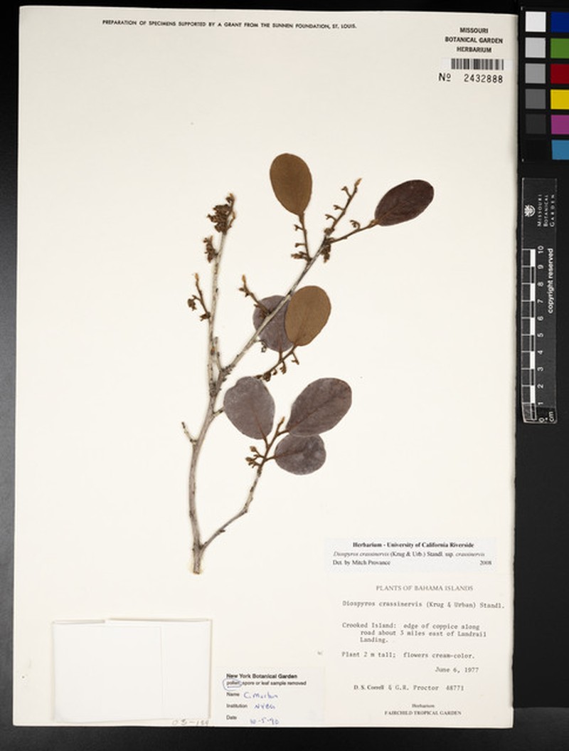 Diospyros crassinervis subsp. crassinervis photo 4