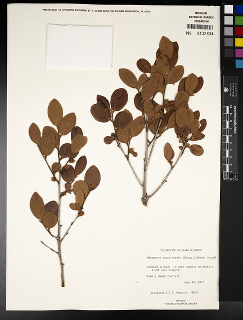 Diospyros crassinervis subsp. crassinervis photo 5