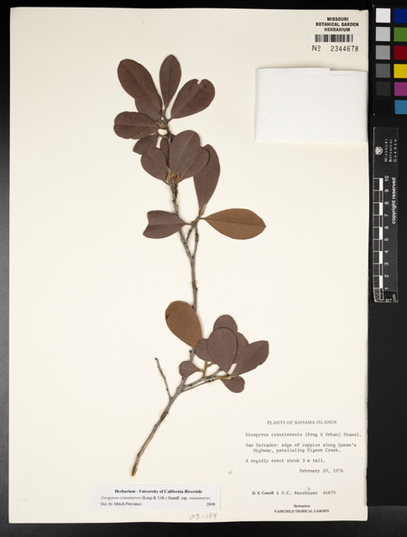 Diospyros crassinervis subsp. crassinervis photo 6