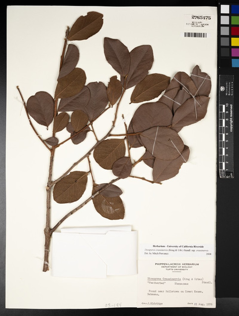 Diospyros crassinervis subsp. crassinervis photo 7