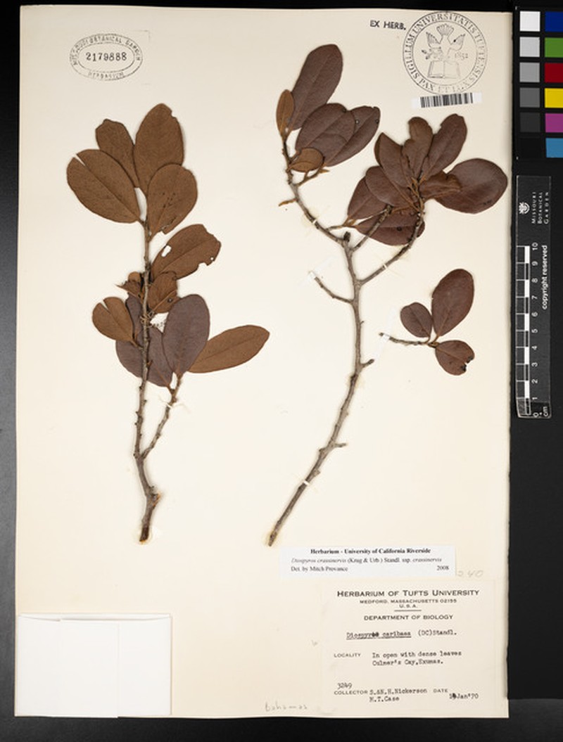 Diospyros crassinervis subsp. crassinervis photo 8