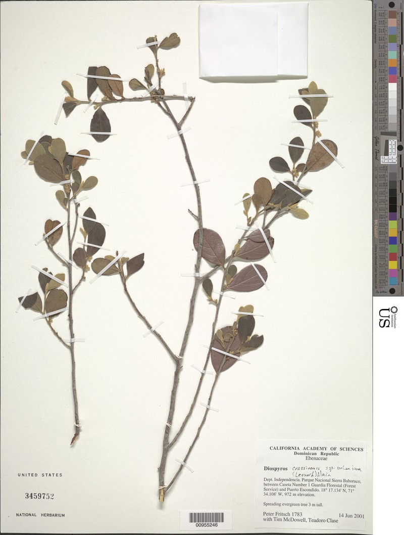 Diospyros crassinervis subsp. urbaniana