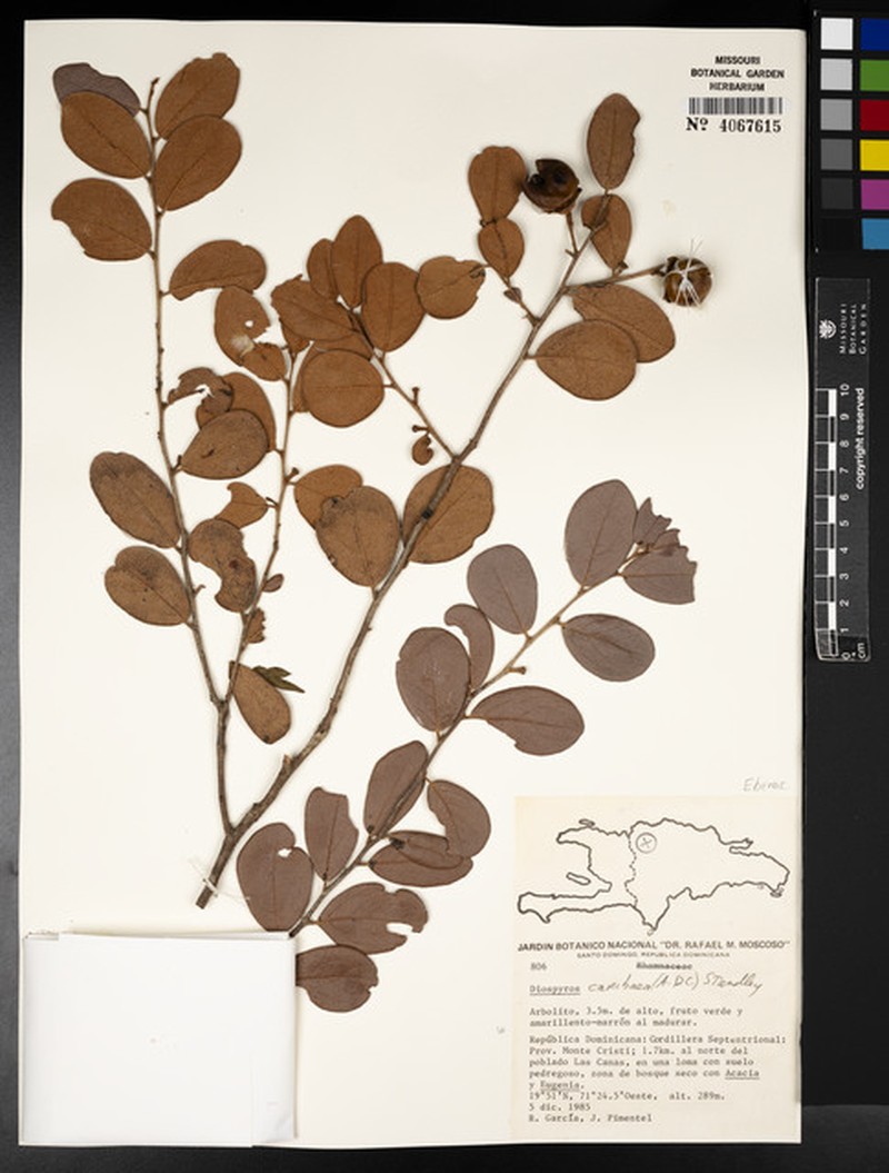 Diospyros crassinervis subsp. urbaniana photo 2