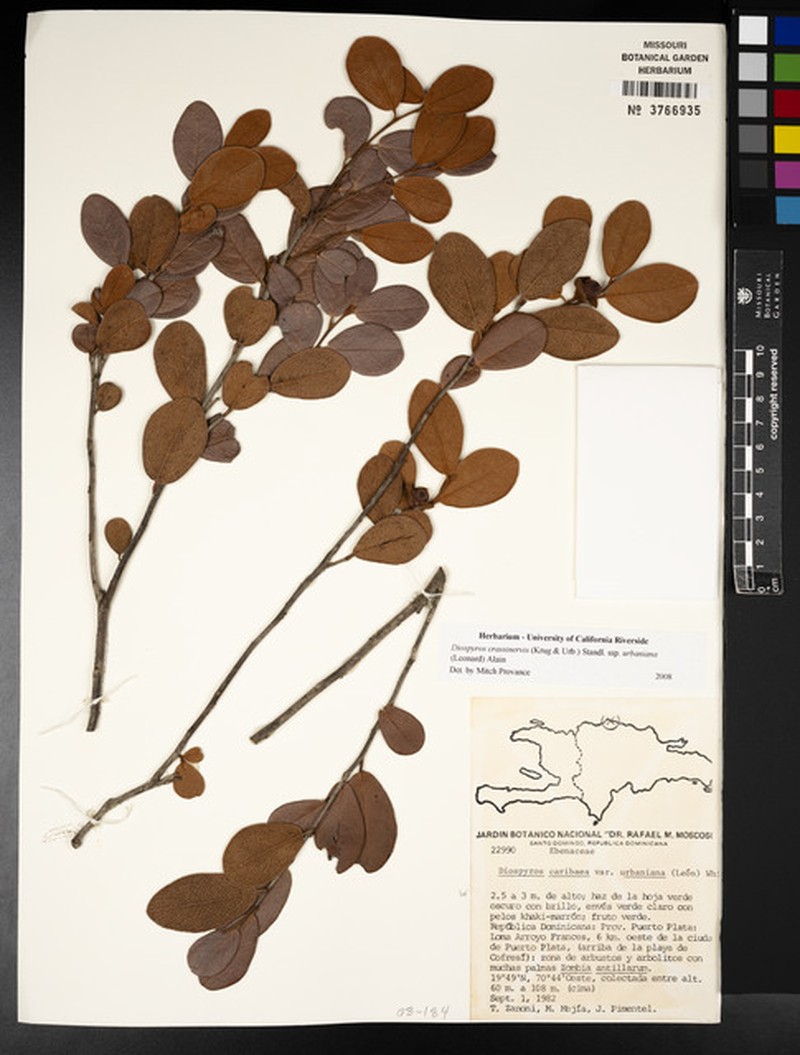 Diospyros crassinervis subsp. urbaniana photo 3