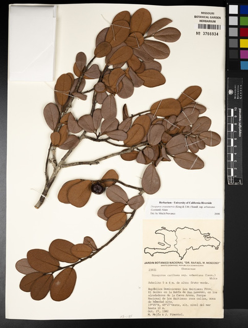 Diospyros crassinervis subsp. urbaniana photo 4