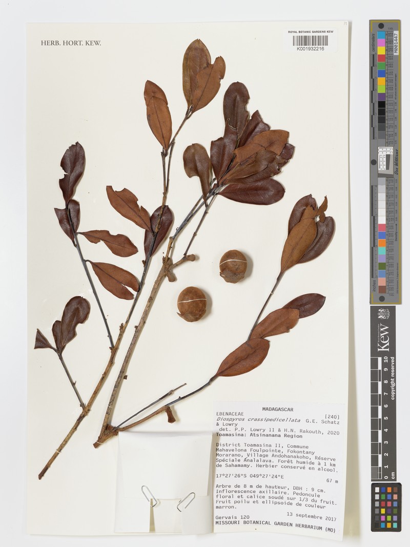 Diospyros crassipedicellata