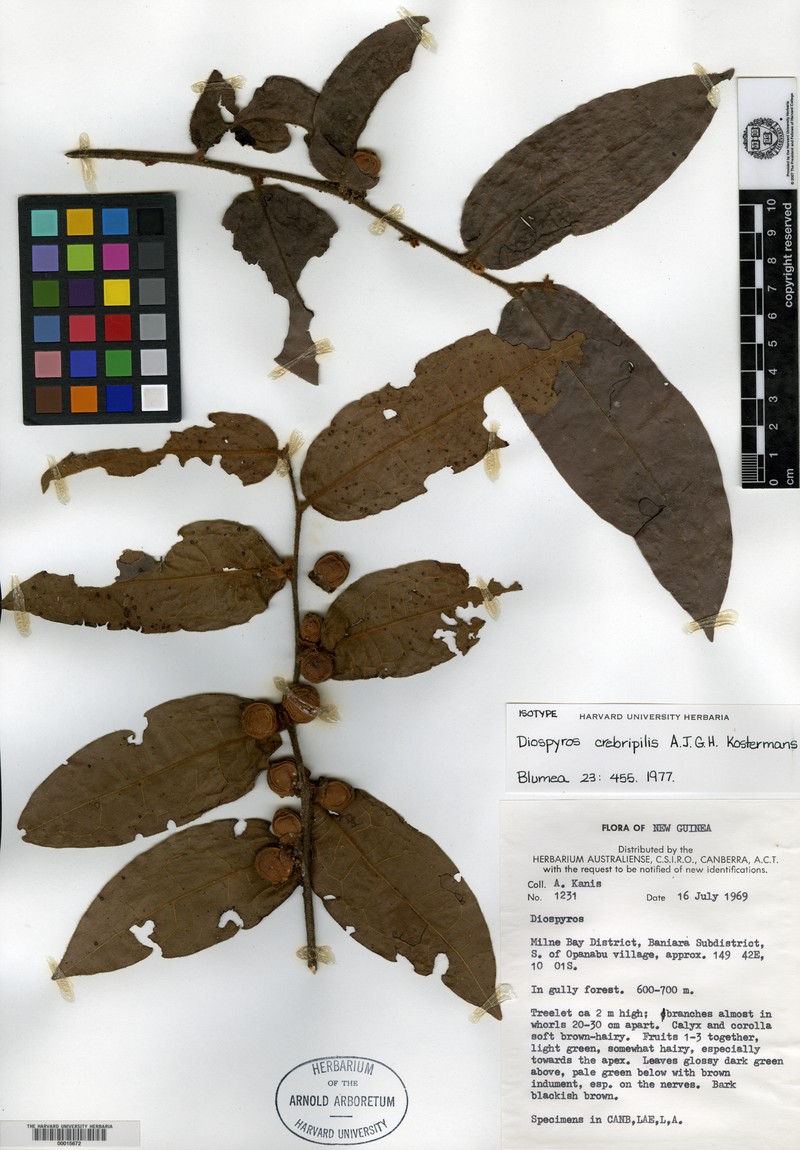 Diospyros crebripilis