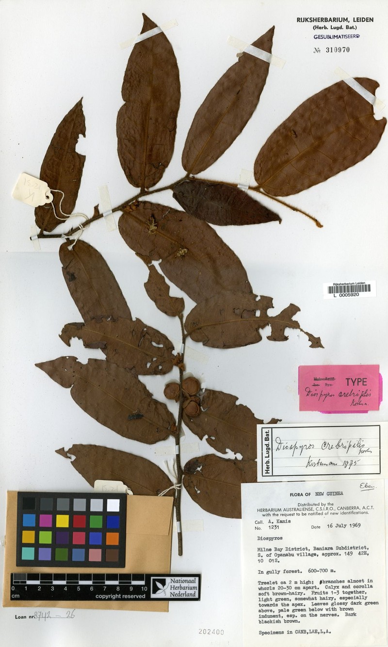 Diospyros crebripilis photo 2