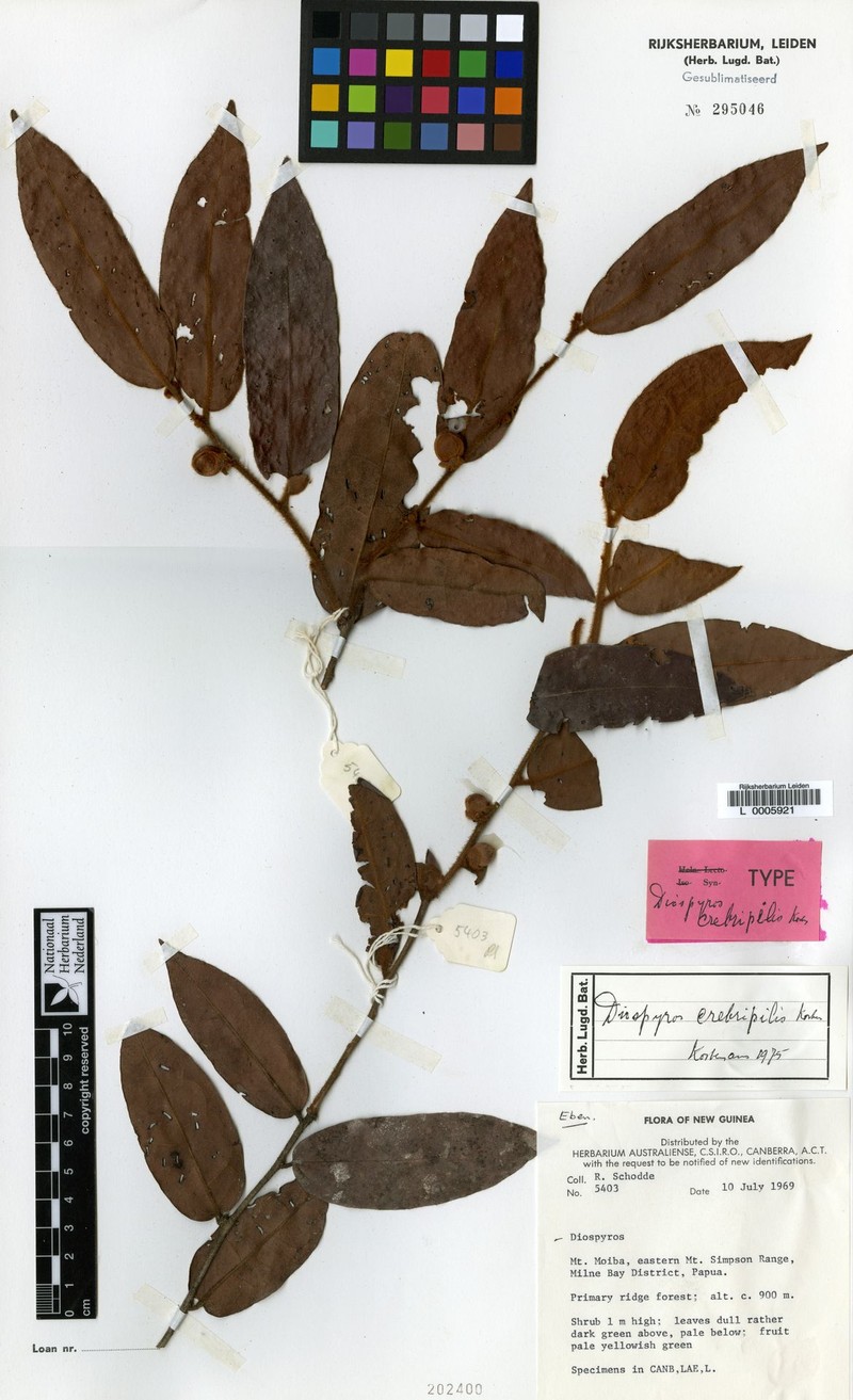 Diospyros crebripilis photo 3