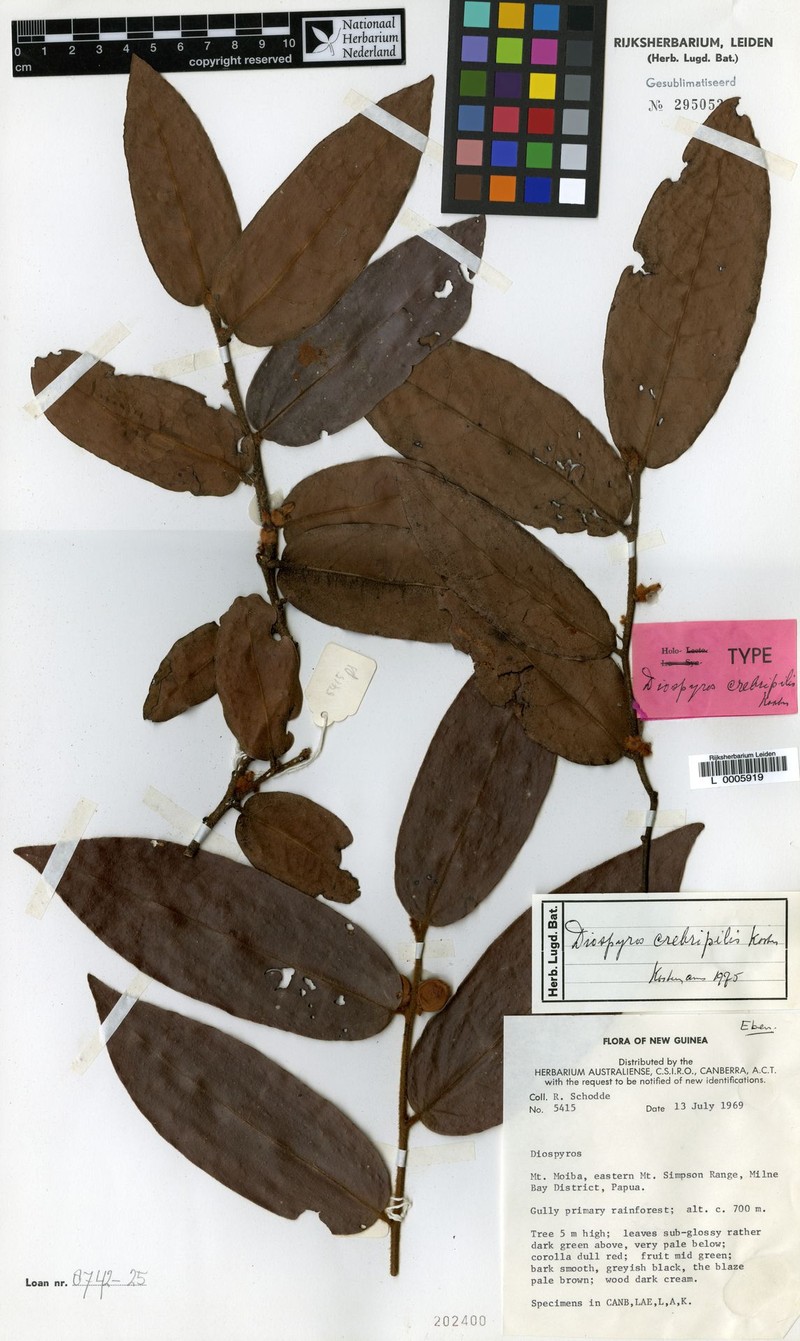 Diospyros crebripilis photo 4