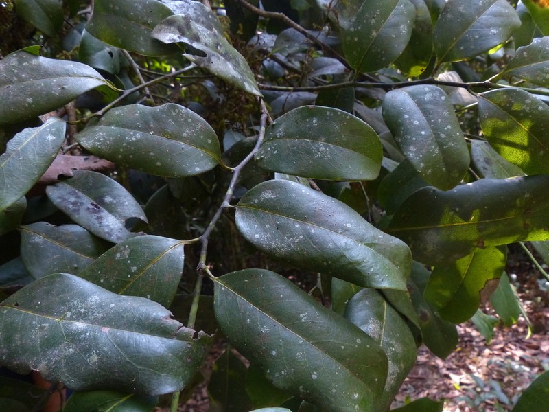 Diospyros crumenata