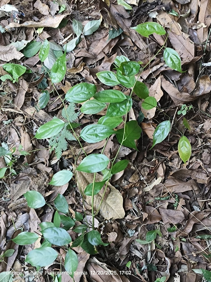 Diospyros crumenata photo 2
