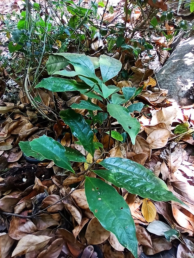 Diospyros crumenata photo 3