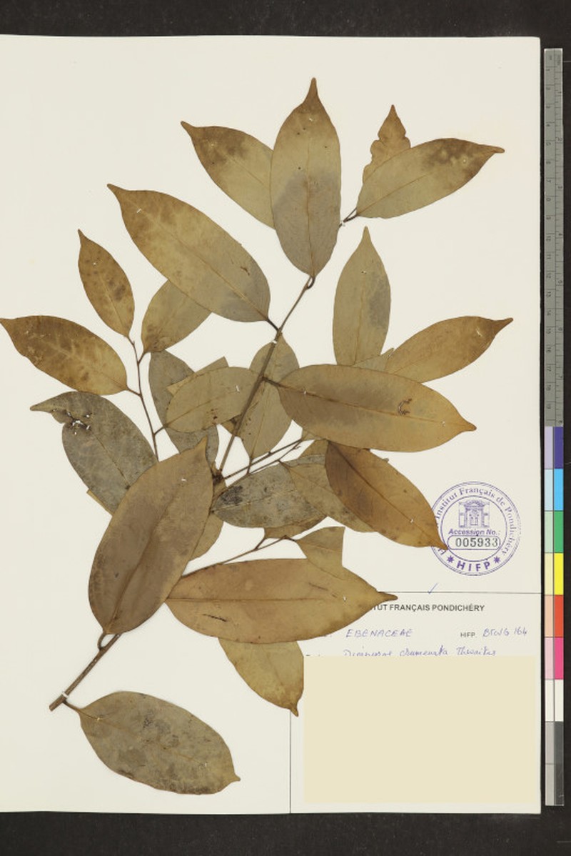 Diospyros crumenata photo 4