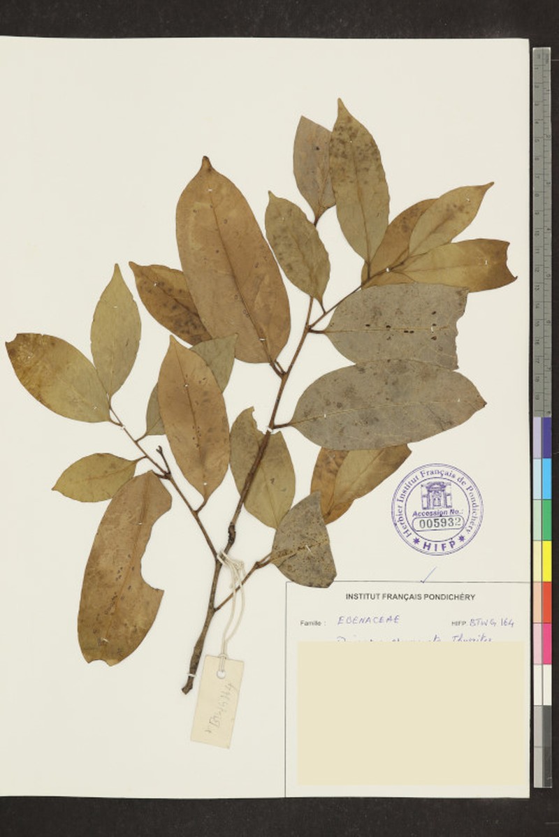 Diospyros crumenata photo 5