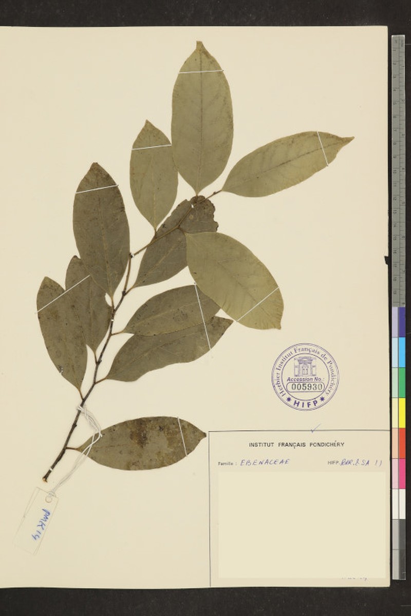 Diospyros crumenata photo 6