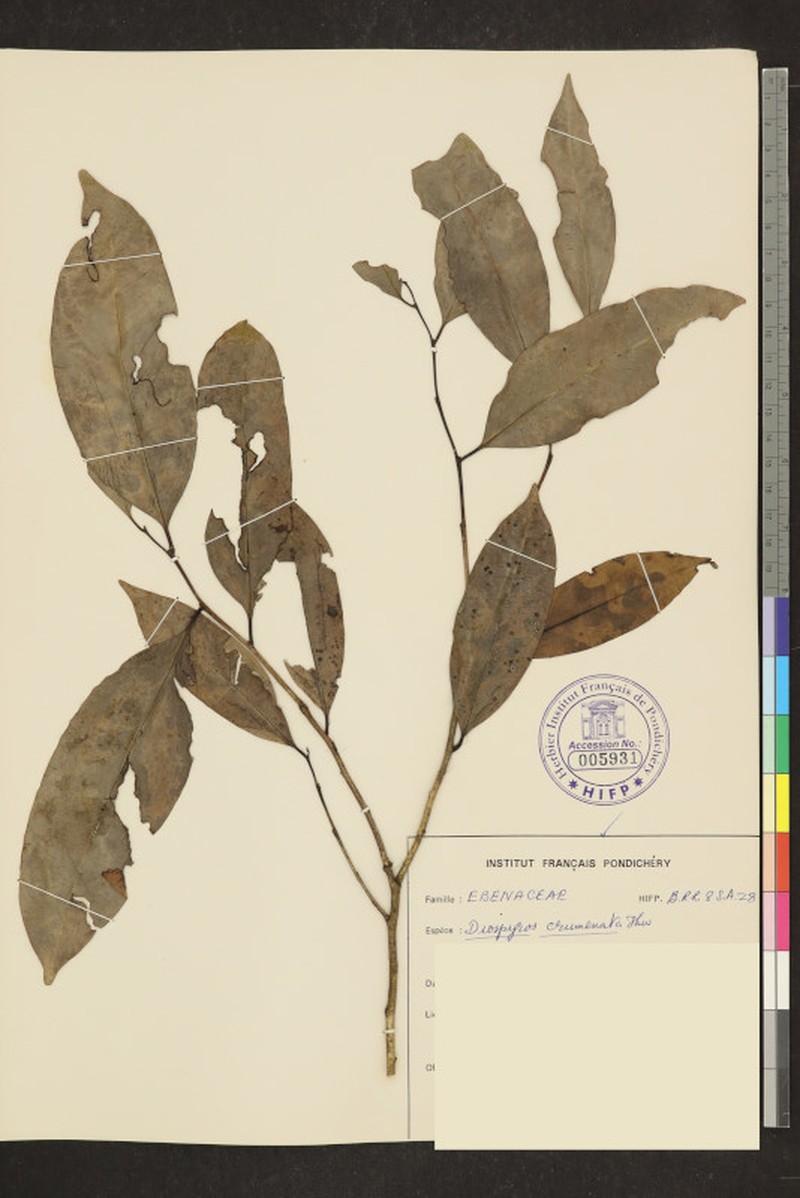 Diospyros crumenata photo 7
