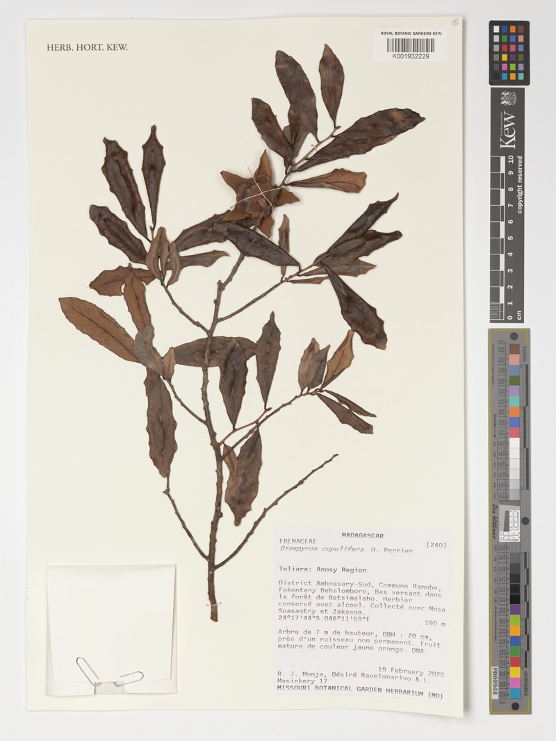 Diospyros cupulifera