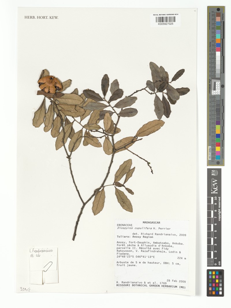 Diospyros cupulifera photo 2