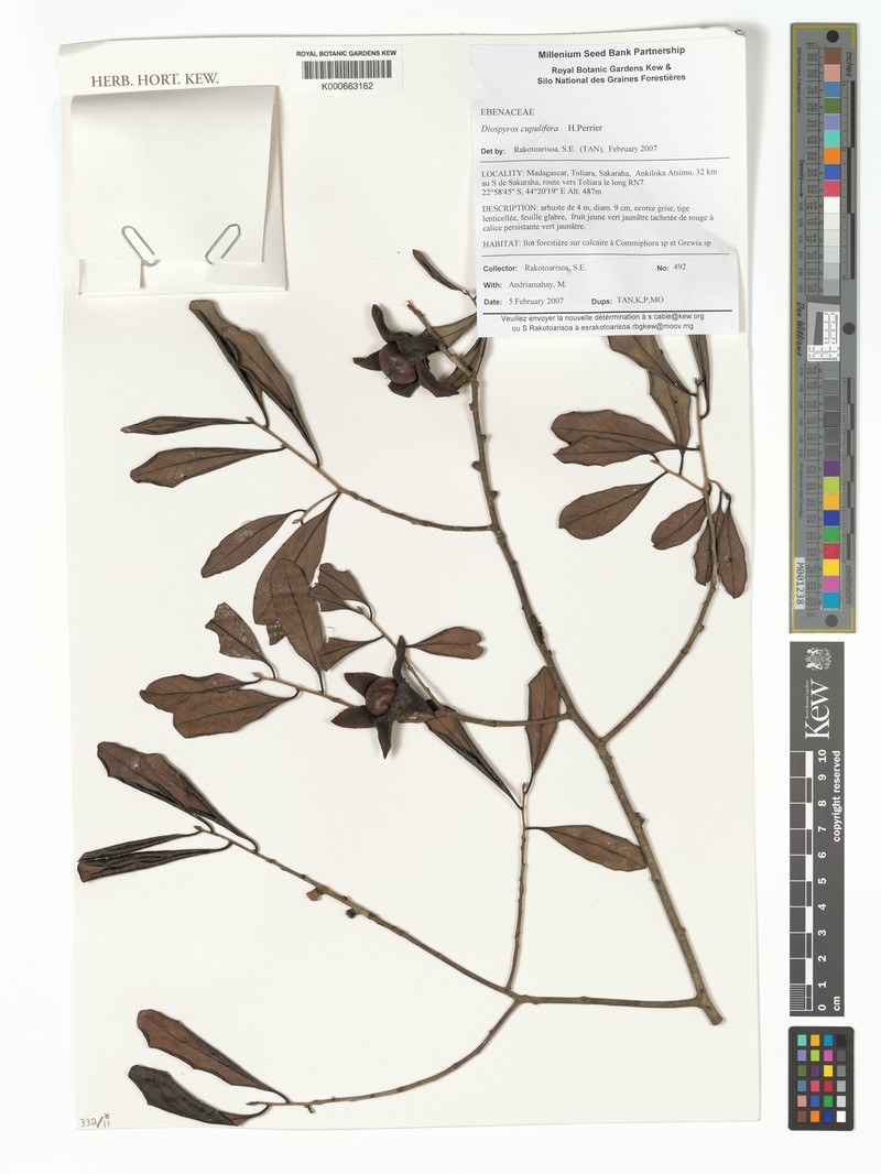 Diospyros cupulifera photo 3
