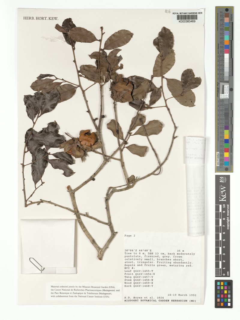 Diospyros cupulifera photo 4