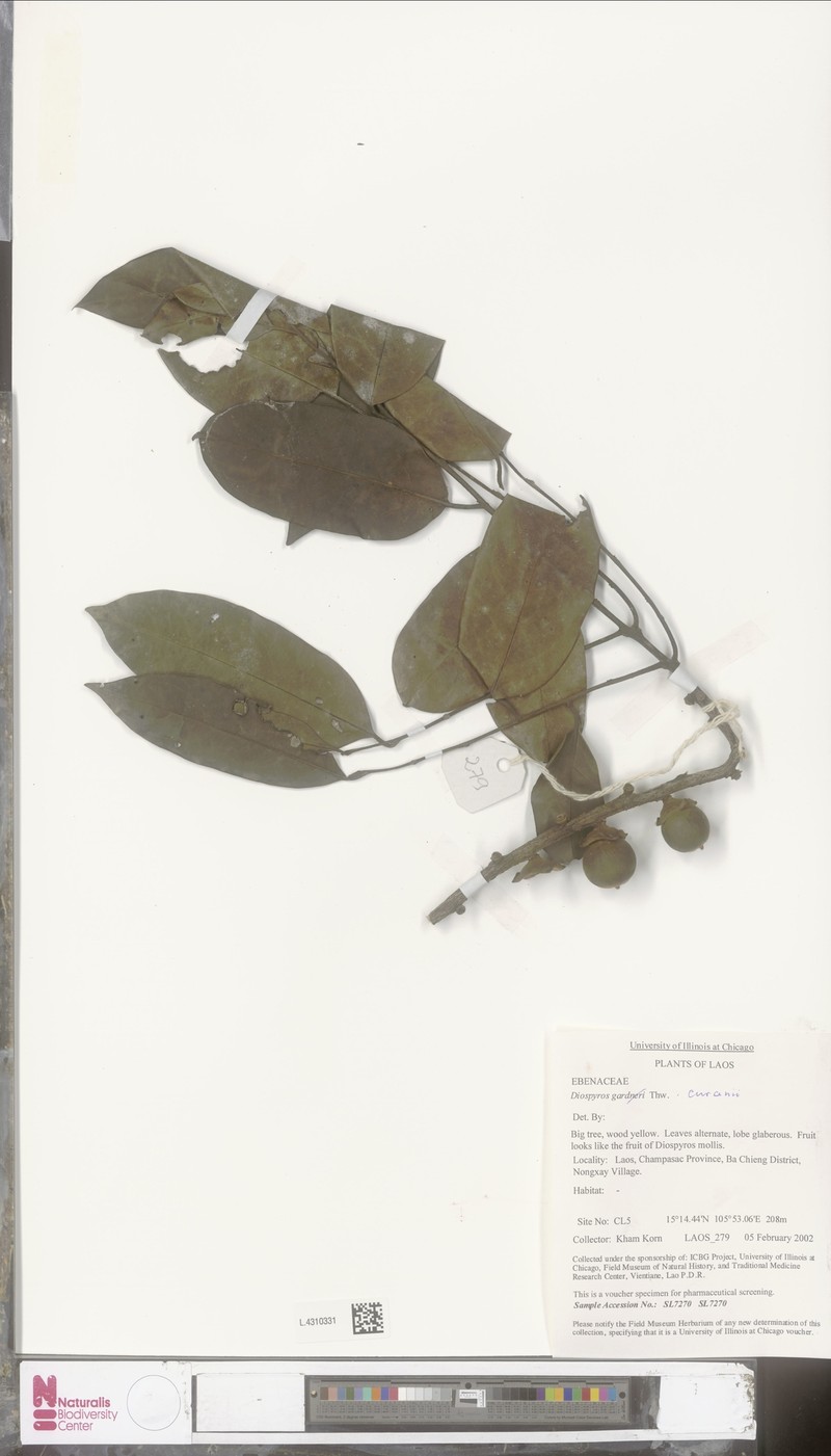 Diospyros curranii