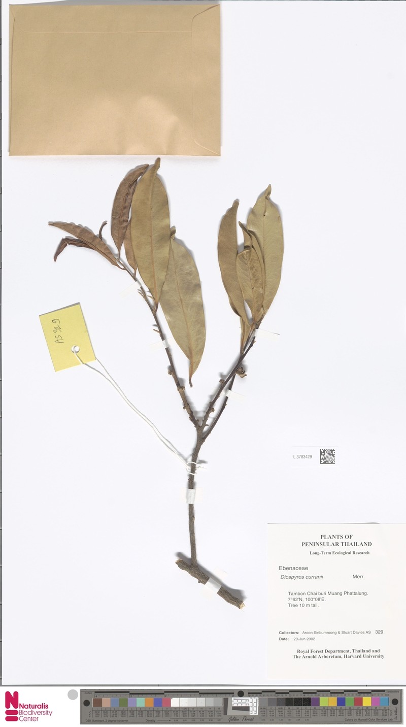Diospyros curranii photo 2