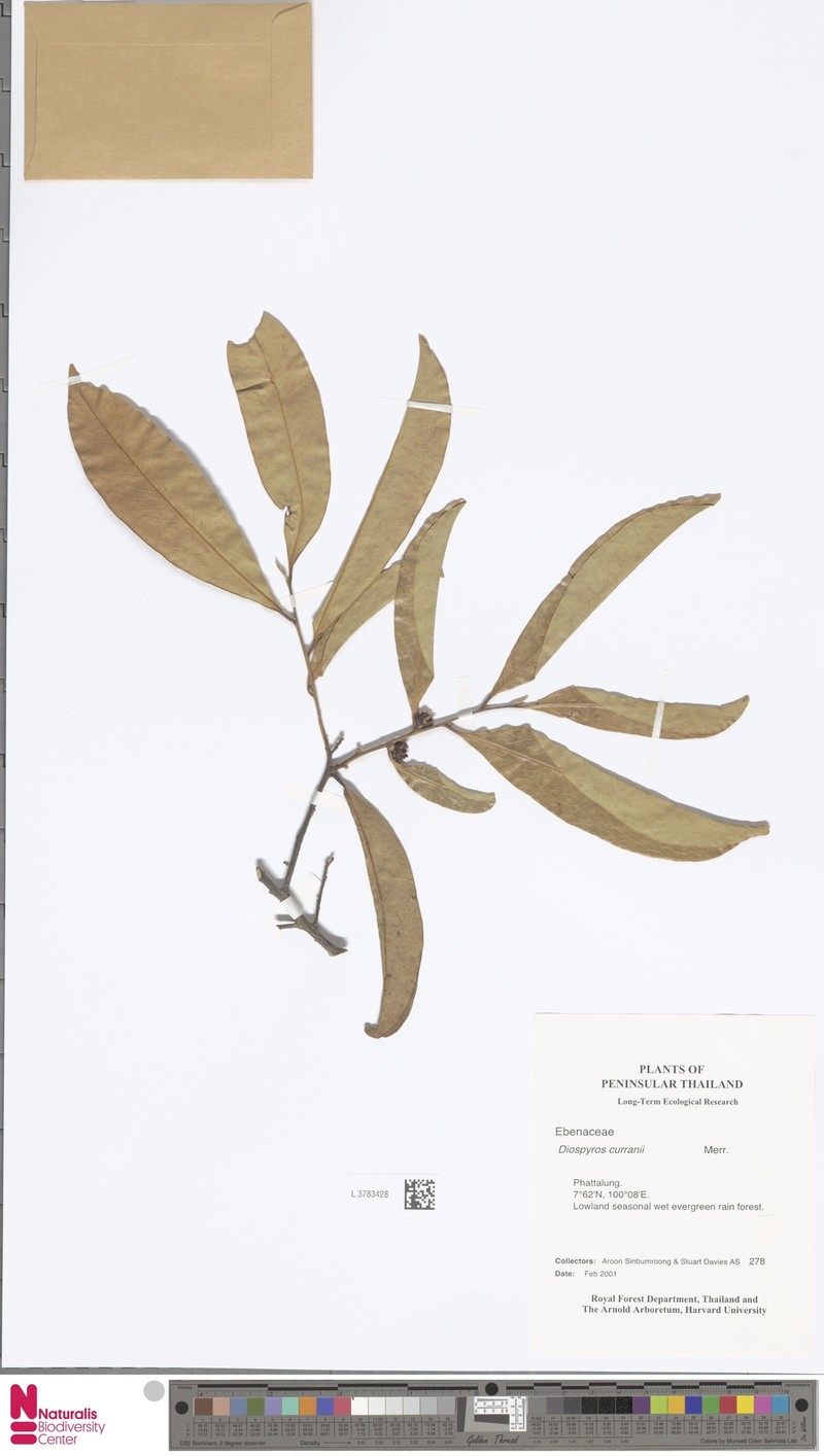 Diospyros curranii photo 3