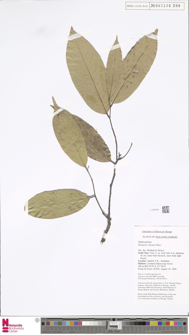 Diospyros curranii photo 4
