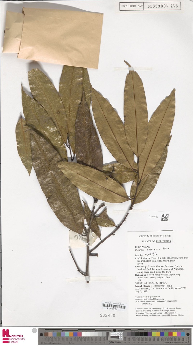 Diospyros curranii photo 6