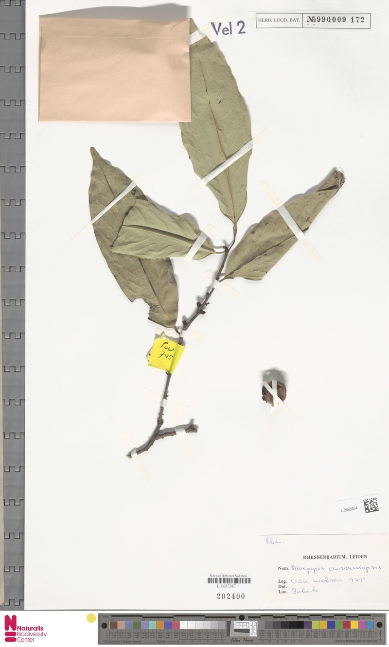 Diospyros curranii photo 7
