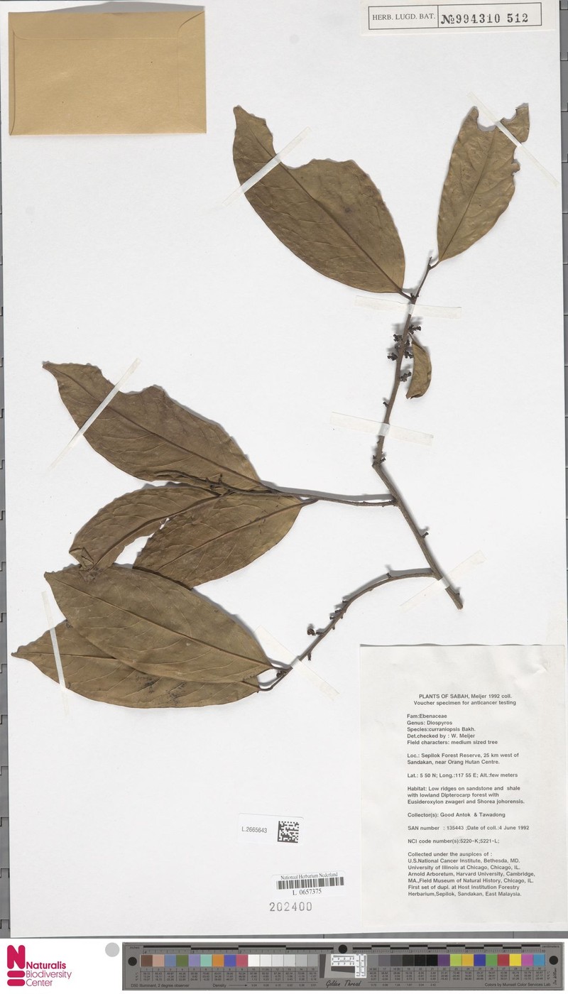 Diospyros curranii var. curranii