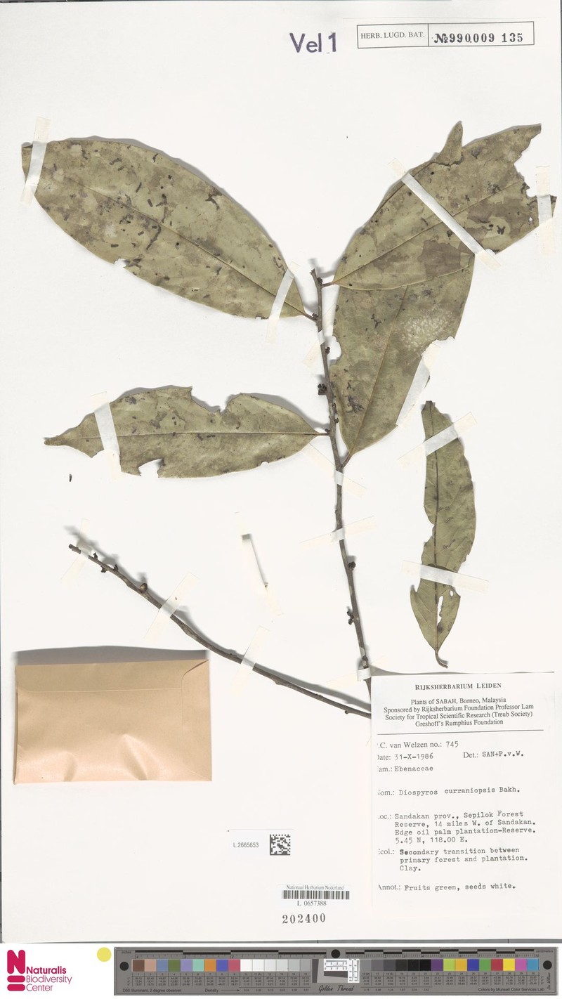 Diospyros curranii var. curranii photo 3