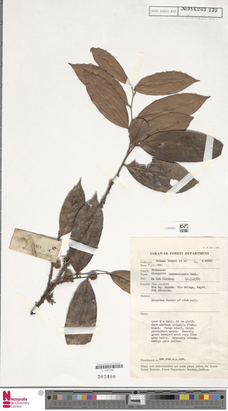 Diospyros curranii var. curranii photo 4