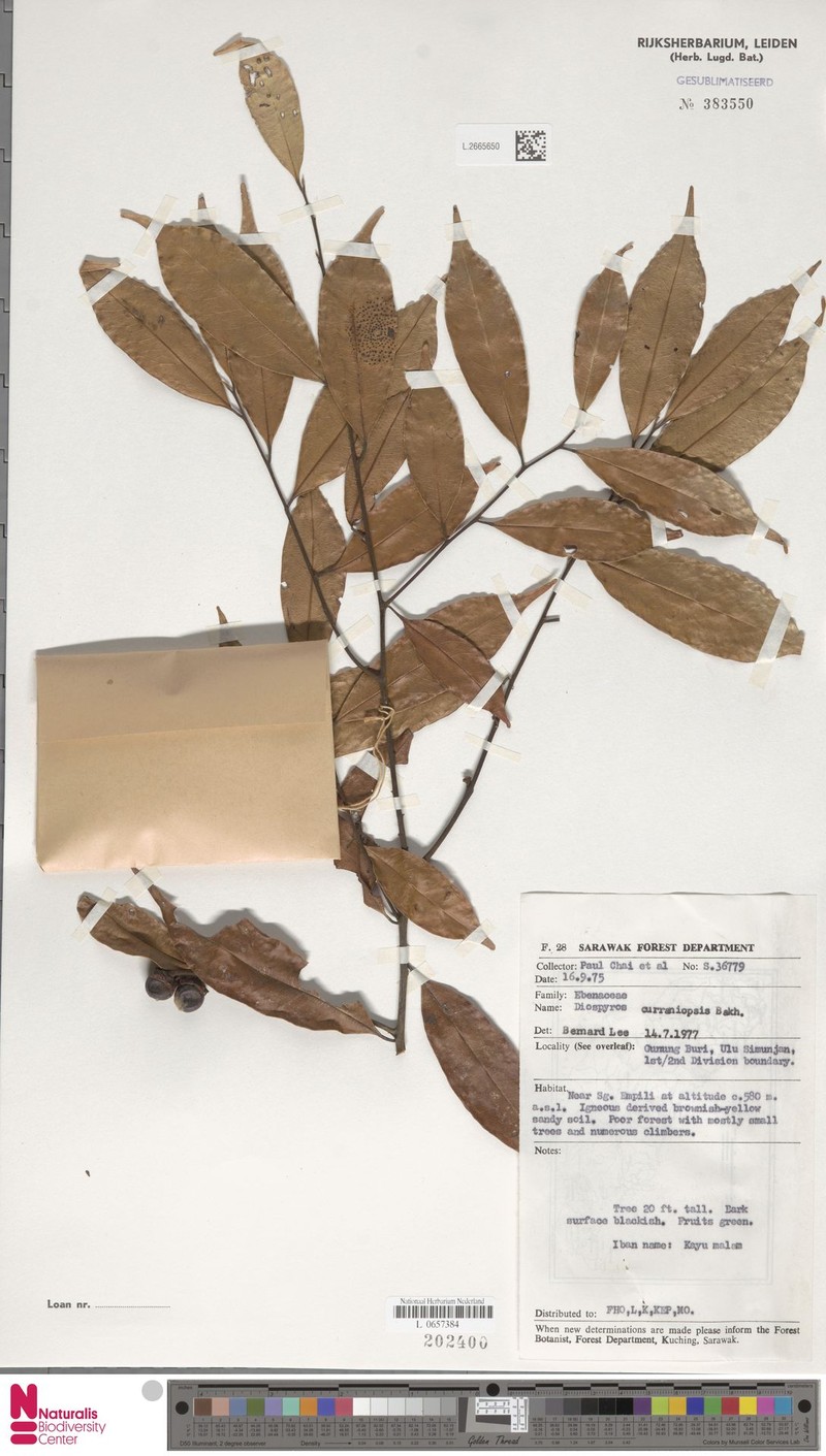 Diospyros curranii var. curranii photo 5