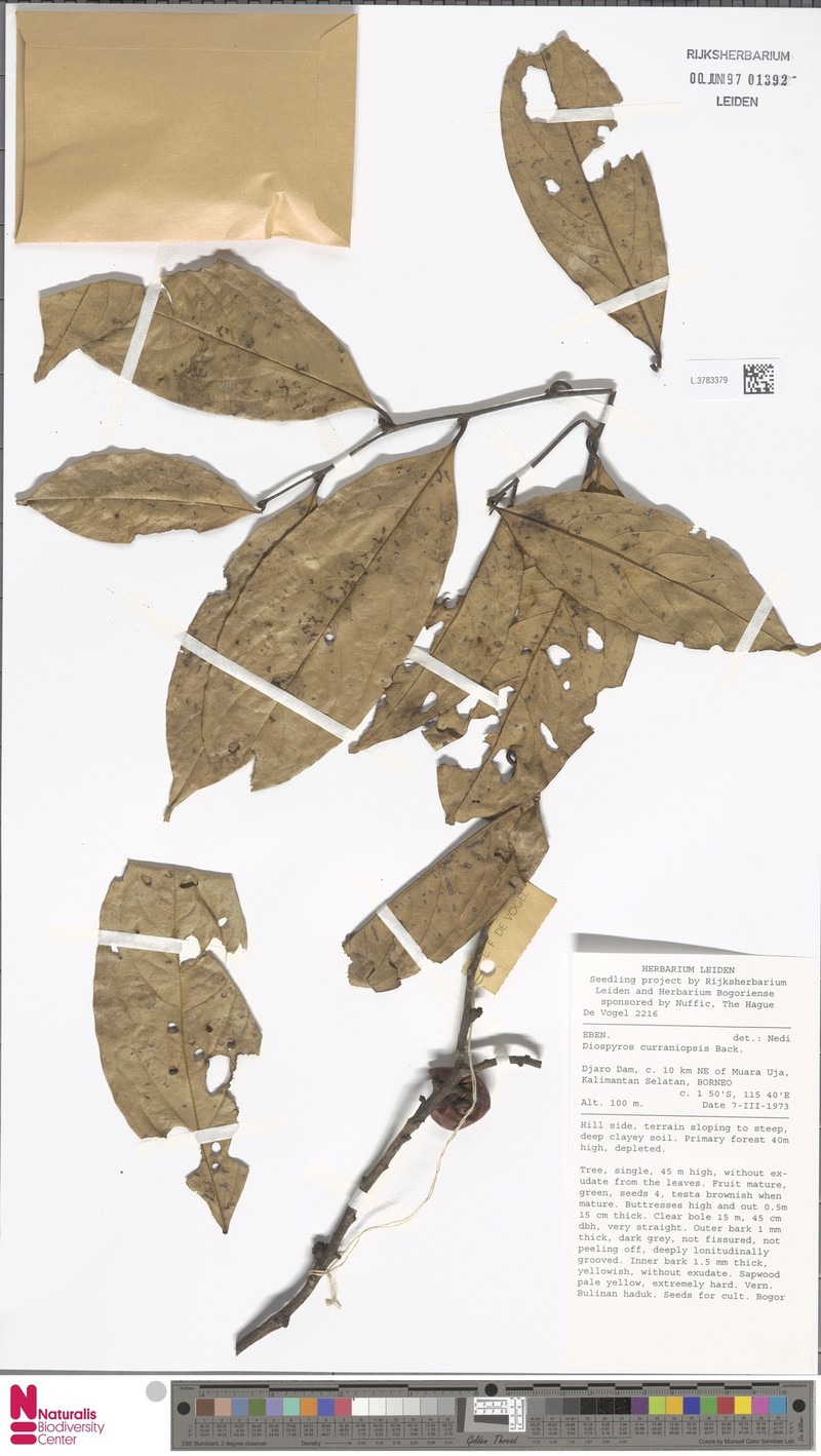 Diospyros curranii var. curranii photo 6