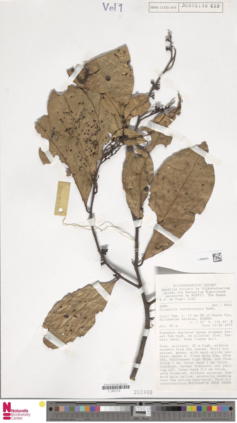 Diospyros curranii var. curranii photo 7