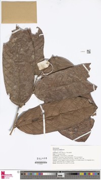 Diospyros daemona
