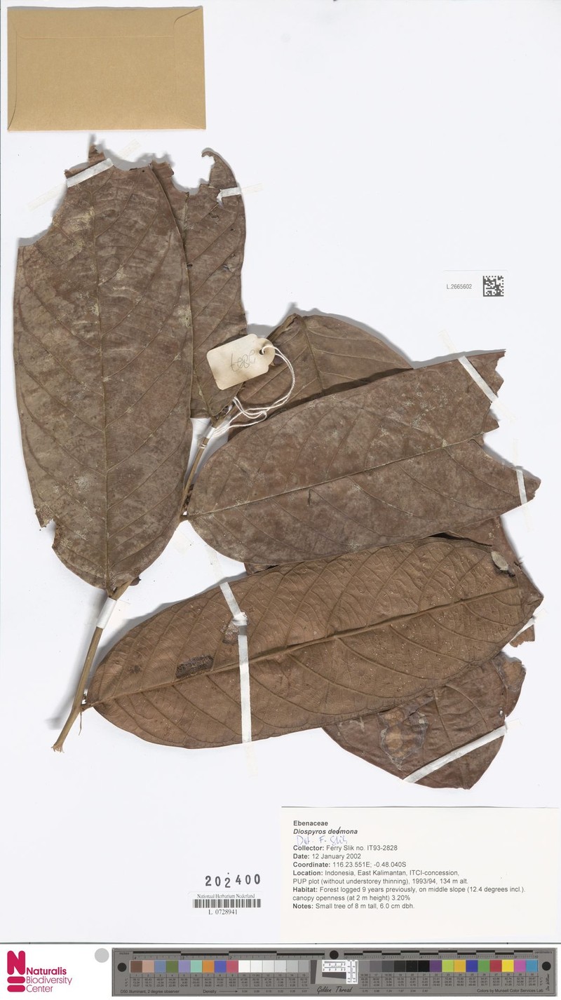 Diospyros daemona